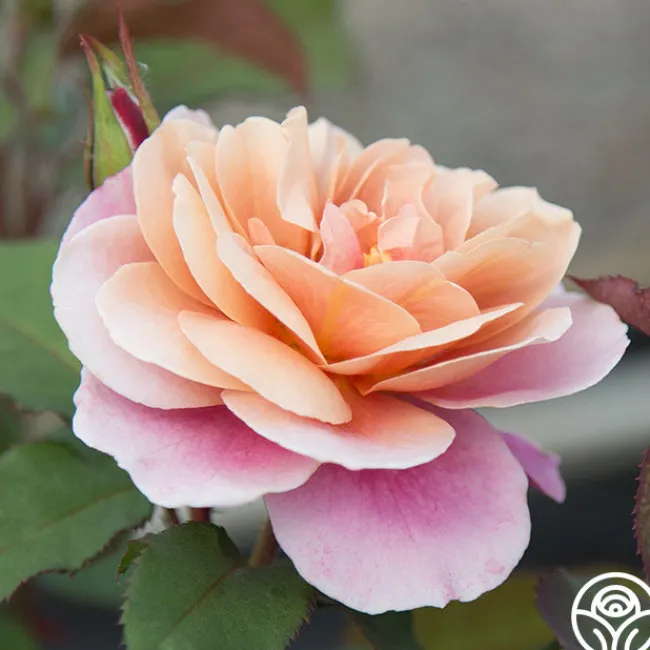 Distant Drums>Heirloom Roses Outlet