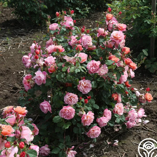 Distant Thunder™>Heirloom Roses