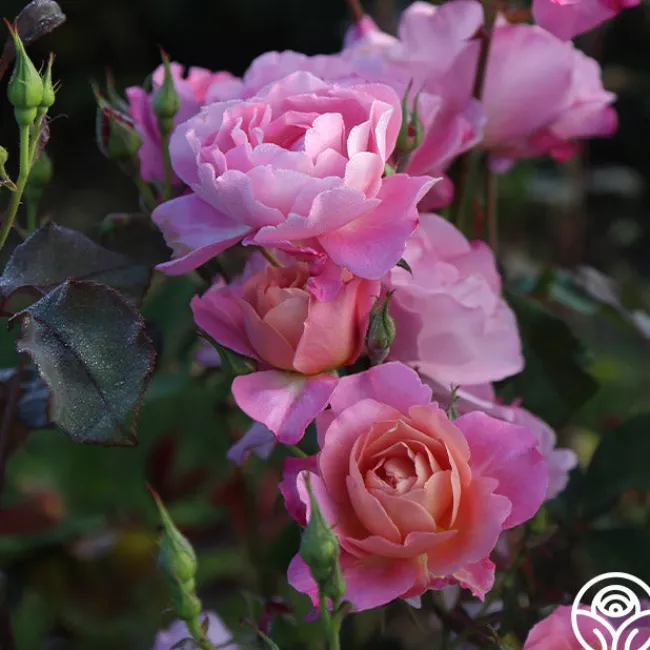 Distant Thunder™>Heirloom Roses