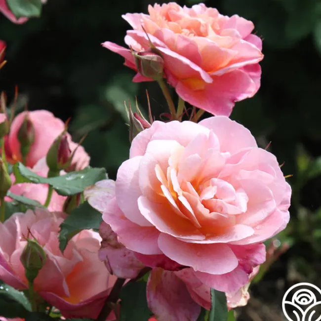 Distant Thunder™>Heirloom Roses