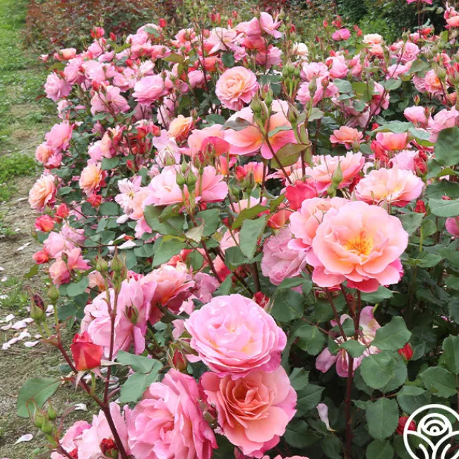 Distant Thunder™>Heirloom Roses