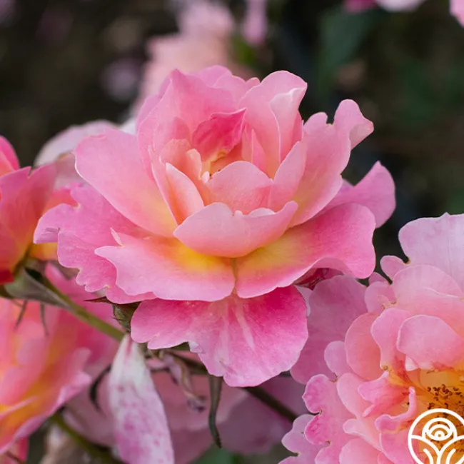 Distant Thunder™>Heirloom Roses