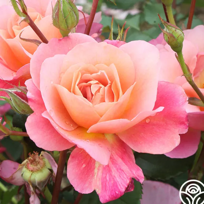 Distant Thunder™>Heirloom Roses