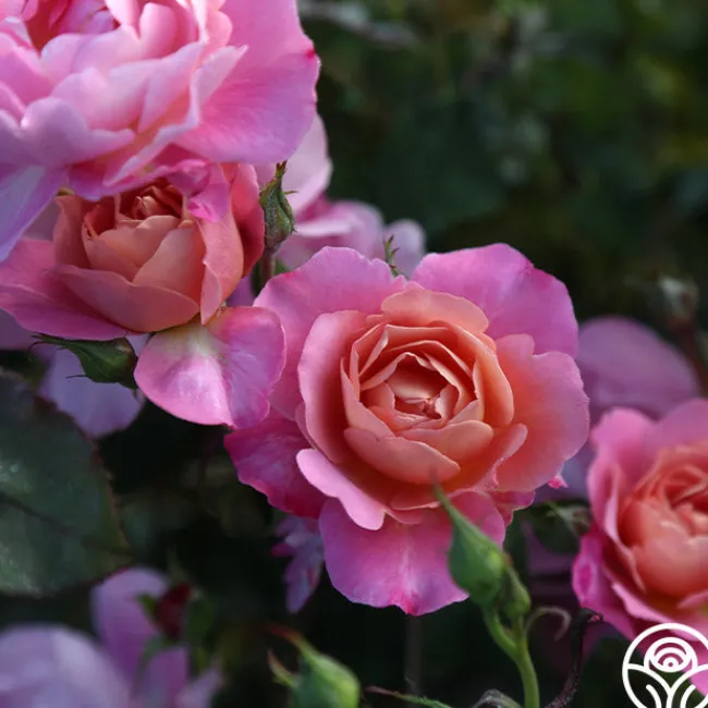 Distant Thunder™>Heirloom Roses