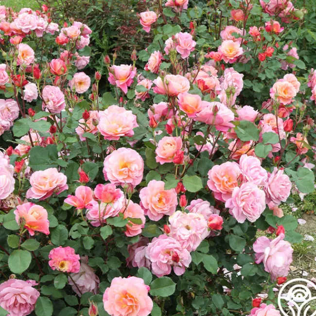Distant Thunder™>Heirloom Roses