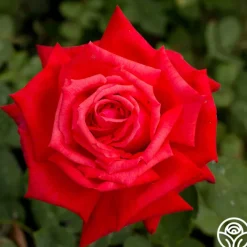 Dolly Parton>Heirloom Roses Hot