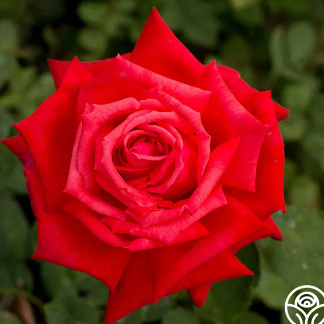 Dolly Parton>Heirloom Roses Hot
