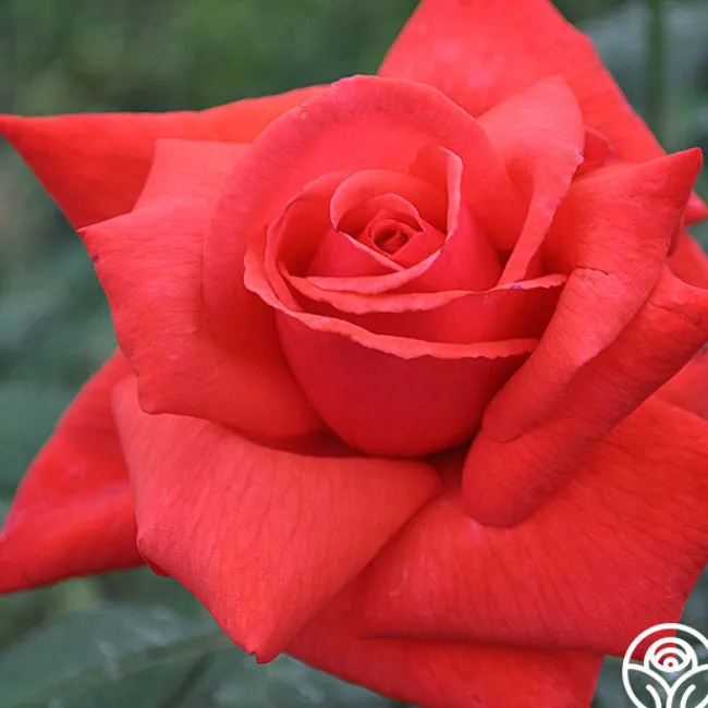 Dolly Parton>Heirloom Roses Hot