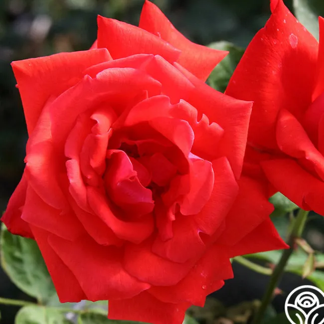 Dolly Parton>Heirloom Roses Hot