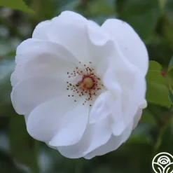Dominique Loiseau ®>Heirloom Roses Outlet