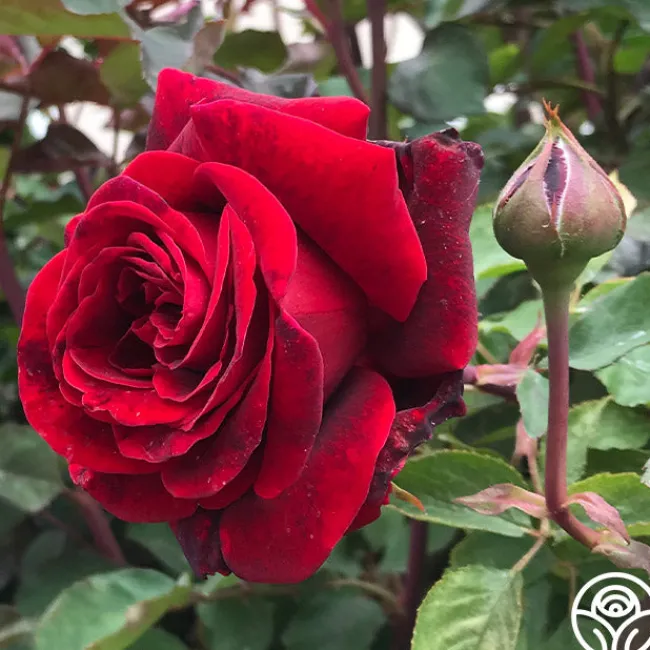 Don Juan>Heirloom Roses Online