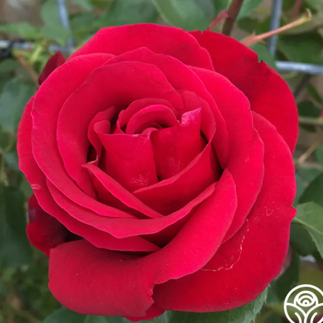 Don Juan>Heirloom Roses Online
