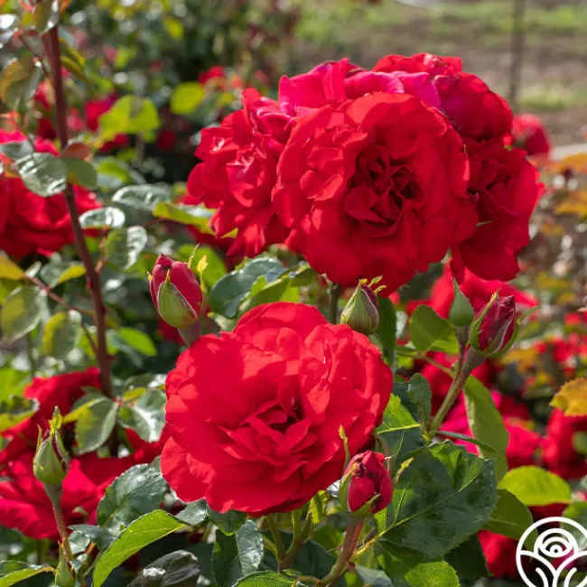 Don Juan>Heirloom Roses Online