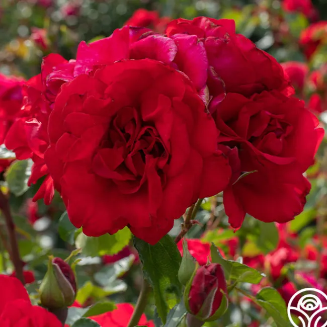 Don Juan>Heirloom Roses Online