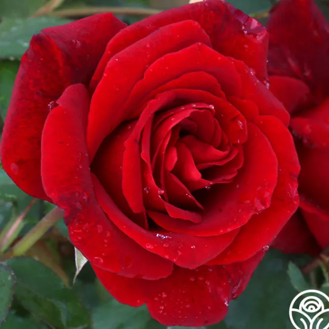 Don Juan>Heirloom Roses Online