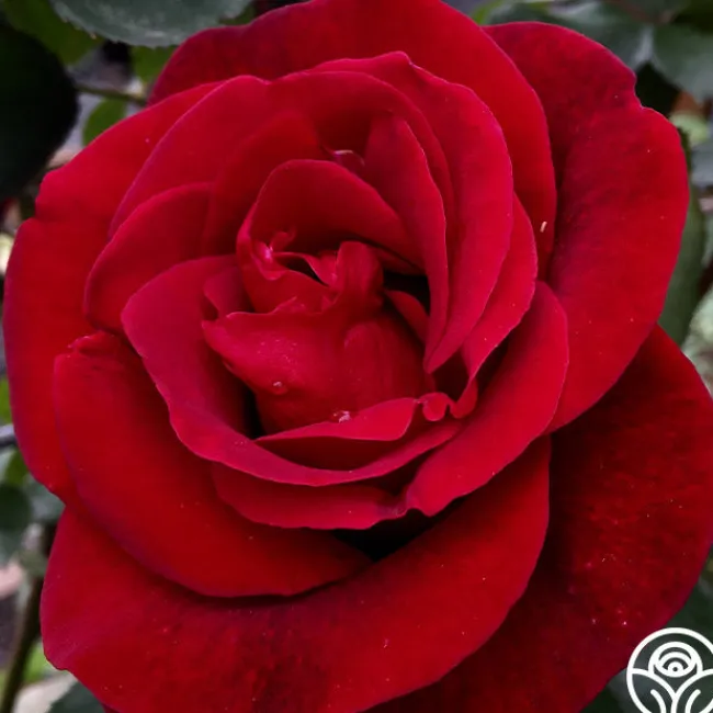 Don Juan>Heirloom Roses Online
