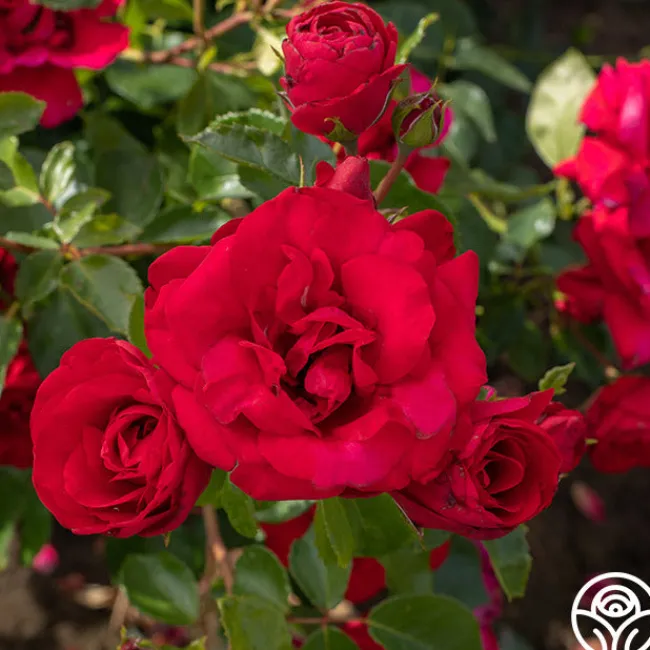 Don Juan>Heirloom Roses Online