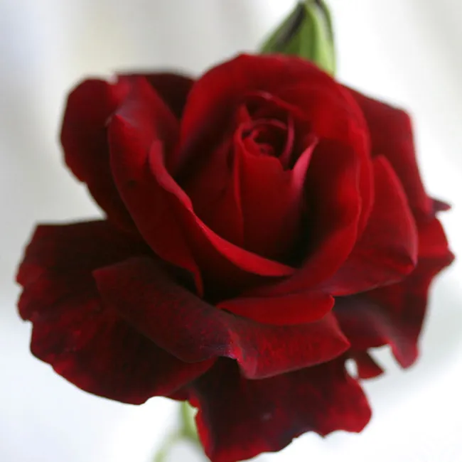 Don Juan>Heirloom Roses Online