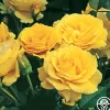 Doris Day®>Heirloom Roses Best