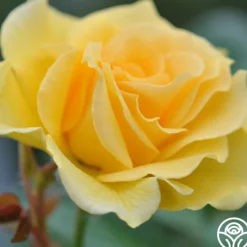 Doris Day®><noscript><img width=