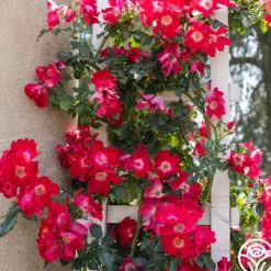 Dortmund®>Heirloom Roses Sale
