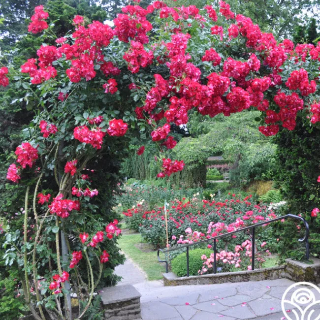Dortmund®>Heirloom Roses Sale