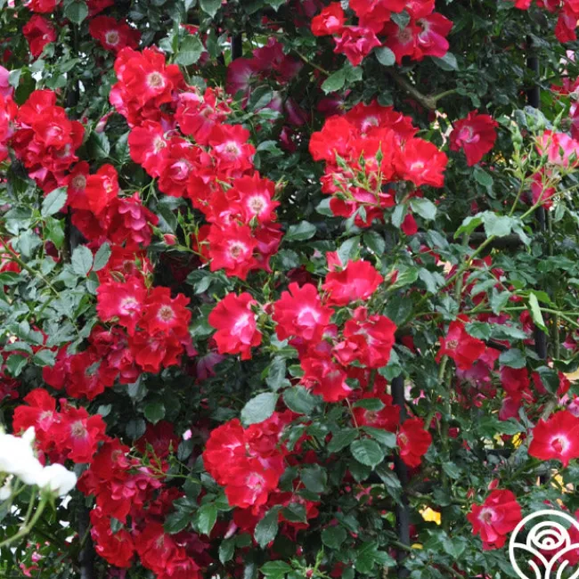 Dortmund®>Heirloom Roses Sale