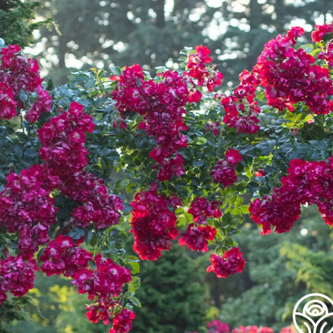 Dortmund®>Heirloom Roses Sale