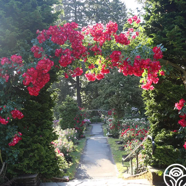 Dortmund®>Heirloom Roses Sale