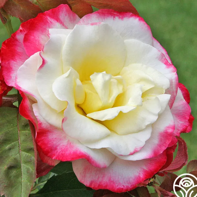 Double Delight®>Heirloom Roses Outlet