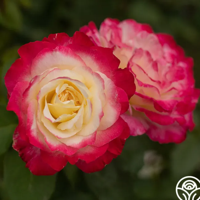 Double Delight®>Heirloom Roses Outlet