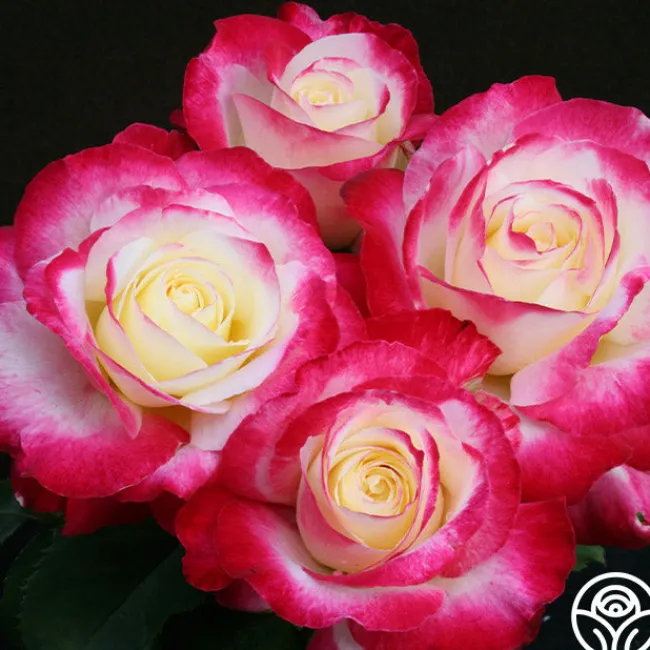 Double Delight®>Heirloom Roses Outlet