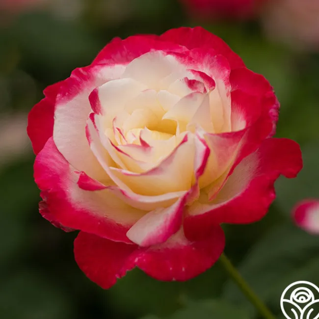Double Delight®>Heirloom Roses Outlet