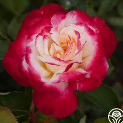 Double Delight®><noscript><img width=