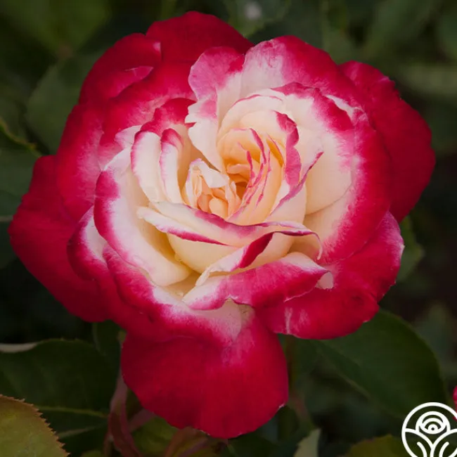 Double Delight®>Heirloom Roses Outlet
