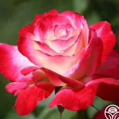 Double Delight®><noscript><img width=