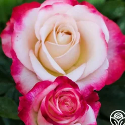 Double Delight®><noscript><img width=