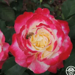 Double Delight®><noscript><img width=