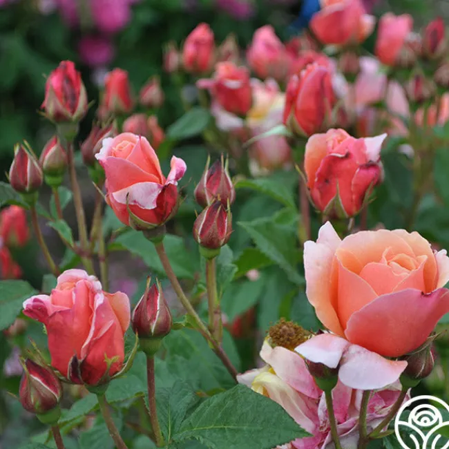 Douglas Gandy™>Heirloom Roses Hot
