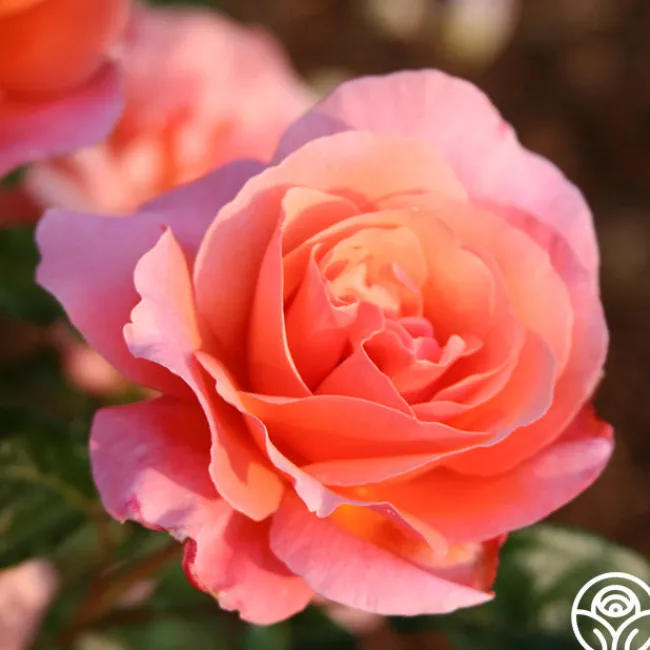 Douglas Gandy™>Heirloom Roses Hot