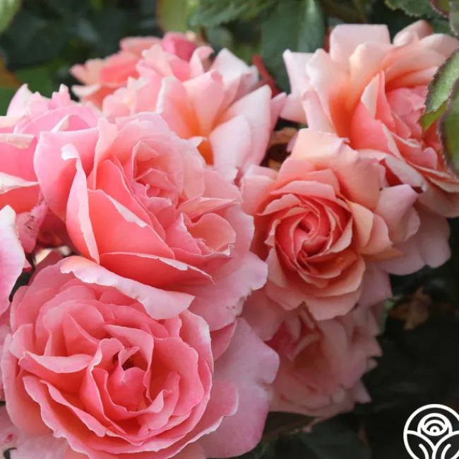 Douglas Gandy™>Heirloom Roses Hot
