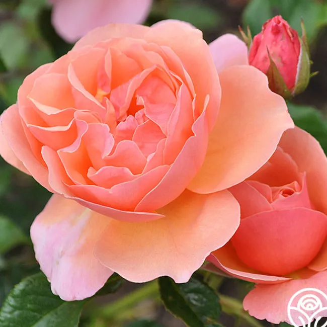 Douglas Gandy™>Heirloom Roses Hot