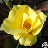 Dr. A.J. Verhage>Heirloom Roses Outlet