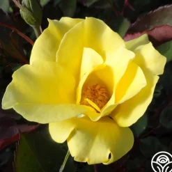 Dr. A.J. Verhage>Heirloom Roses Outlet