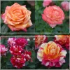 Dramatic Swirls Collection>Heirloom Roses Online