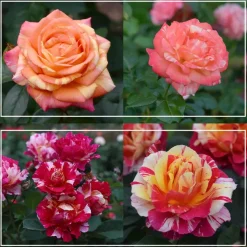 Dramatic Swirls Collection>Heirloom Roses Online