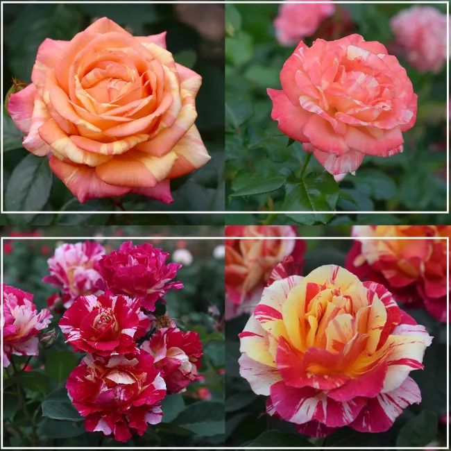 Dramatic Swirls Collection>Heirloom Roses Online