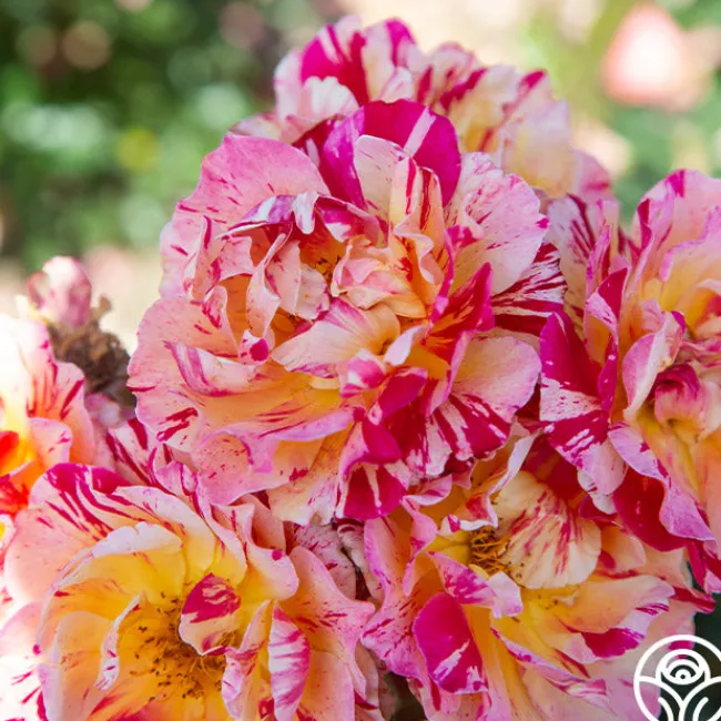 Dramatic Swirls Collection>Heirloom Roses Online
