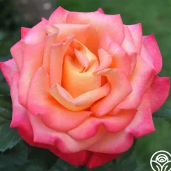 Dream Come True™>Heirloom Roses