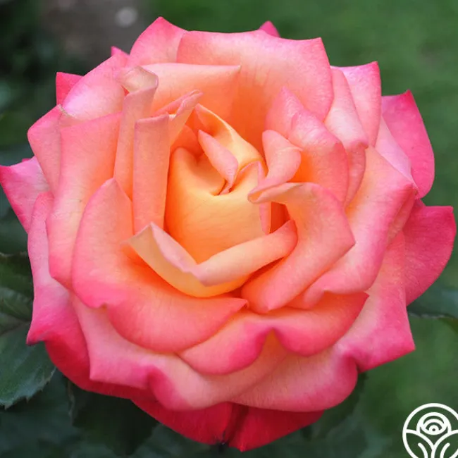 Dream Come True™>Heirloom Roses